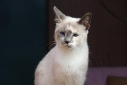 功夫熊猫2在线观看国语，功夫熊猫2在线观看国语版