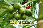 网球王子动漫｜网球王子动漫观看顺序，网球王子动漫观看顺序