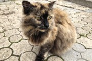cilimao磁力猫在线 v2.3.0